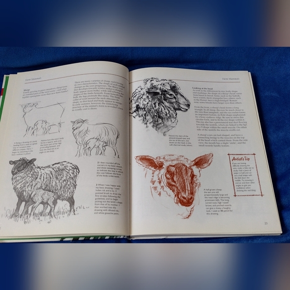 Drawing Animals - Picture 3 of 6